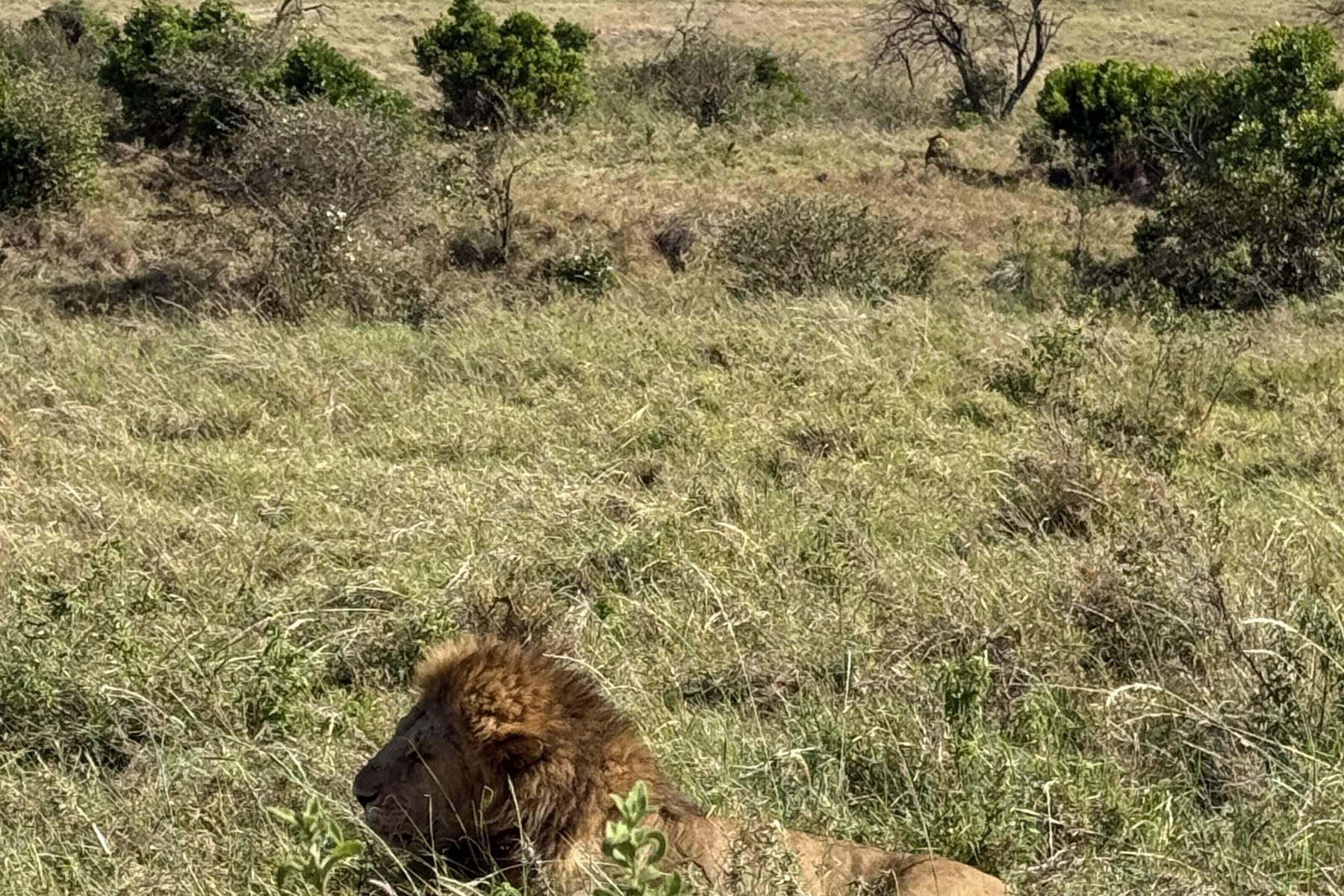 Lion resting in the grasslands of the Maasai Mara