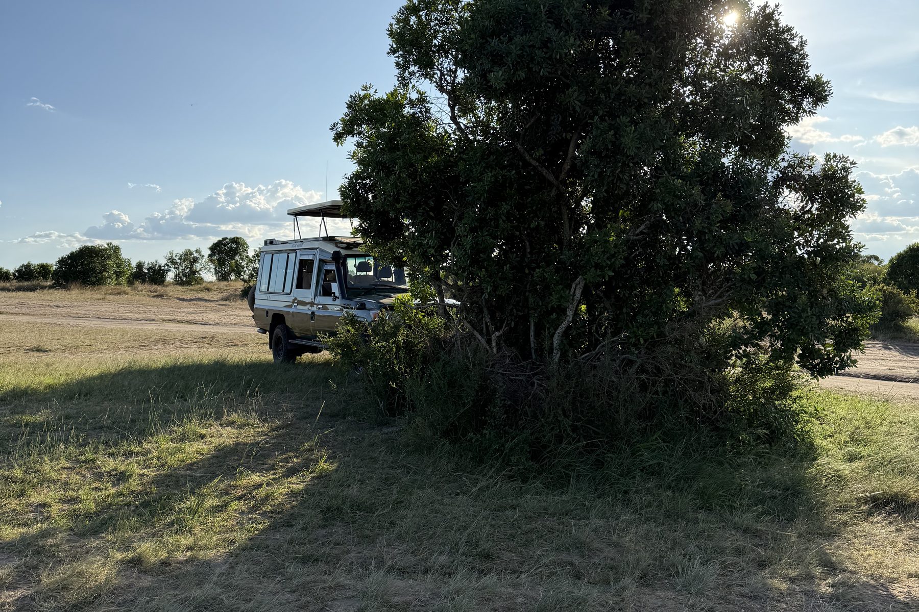 Late afternoon light over the Mara