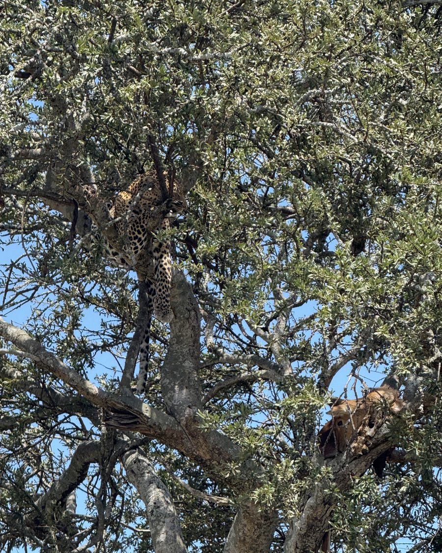 Leopard resting in the branches of an acacia