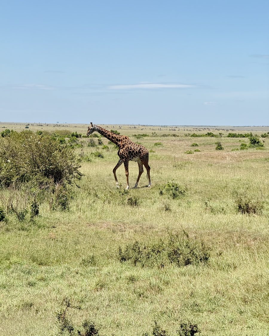 Giraffe walking across the open plains
