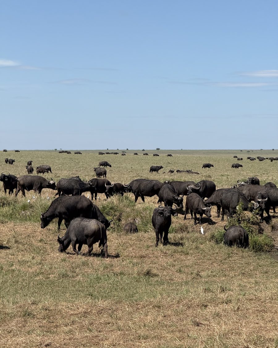Cape buffalo grazing at the edge of the savanna