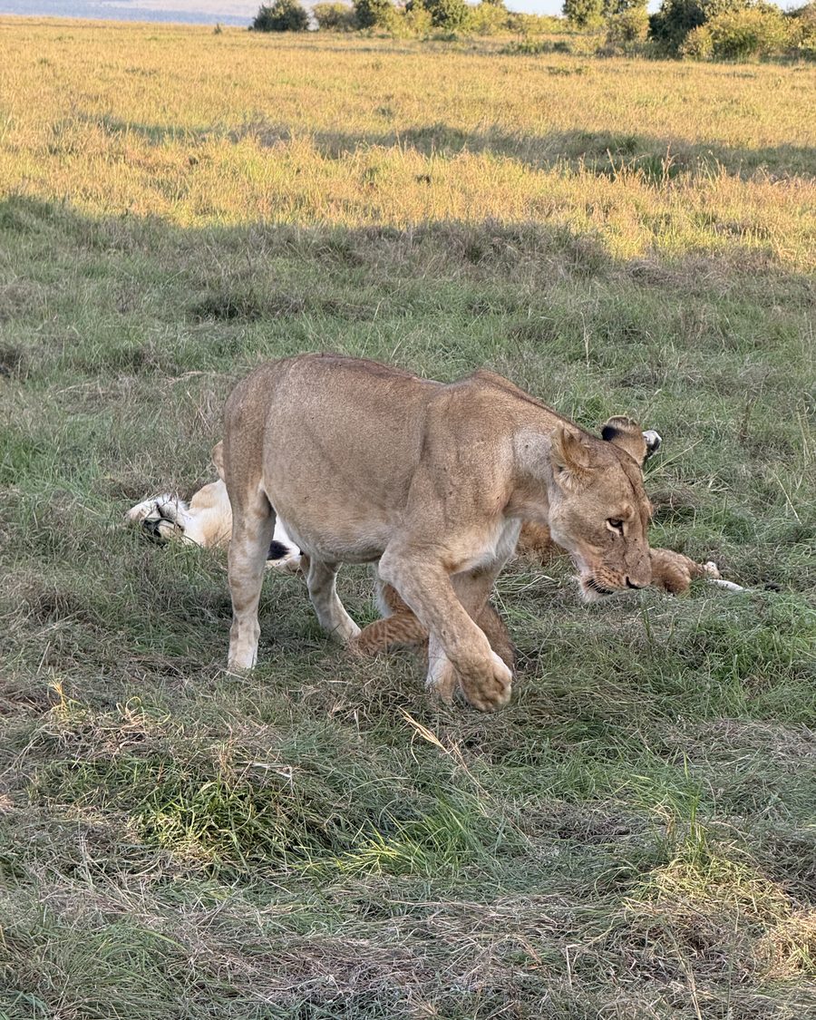 Lioness with her cub at golden hour