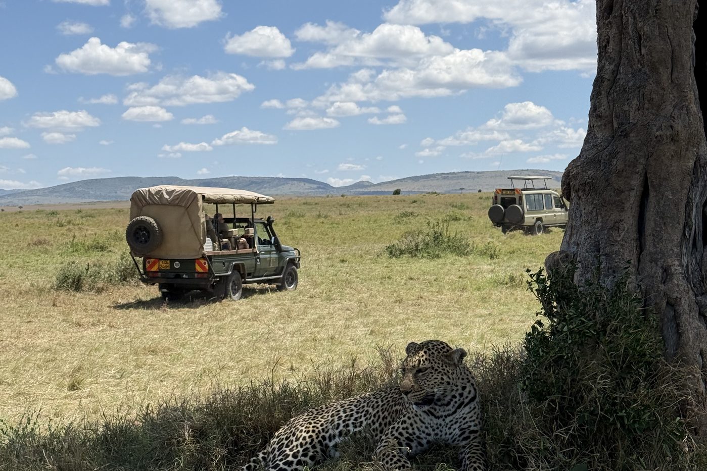 Leopard taking shelter in the midday heat
