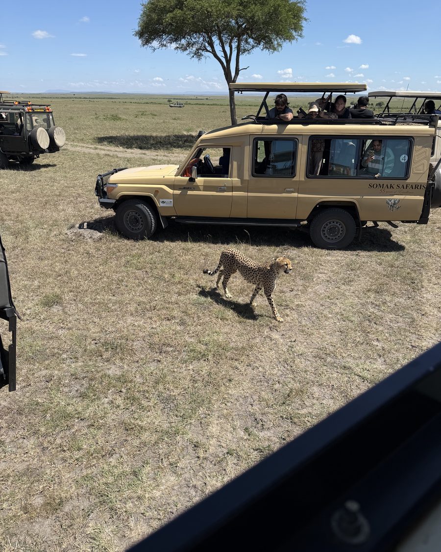 Cheetah crossing the plains